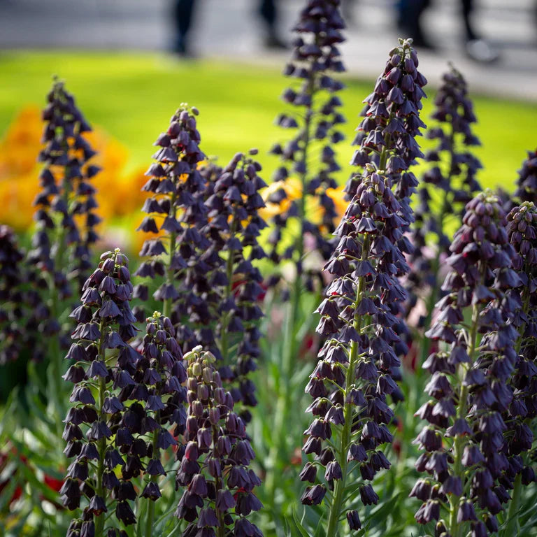 Fritillaria (Klockliljor)